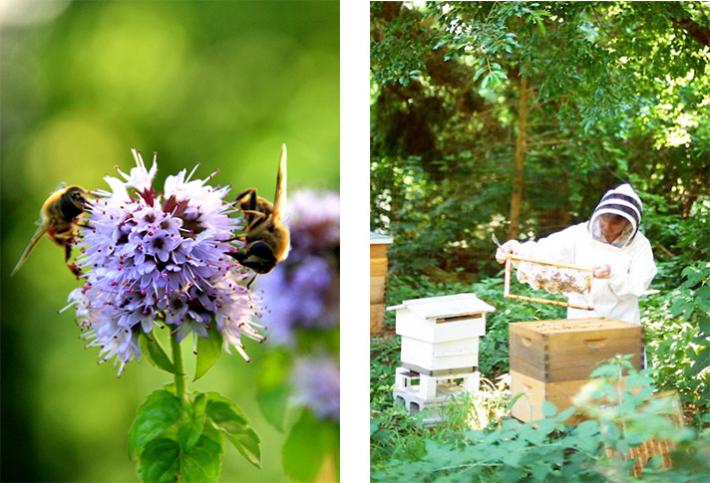 Therapeutic treatment not only by bees