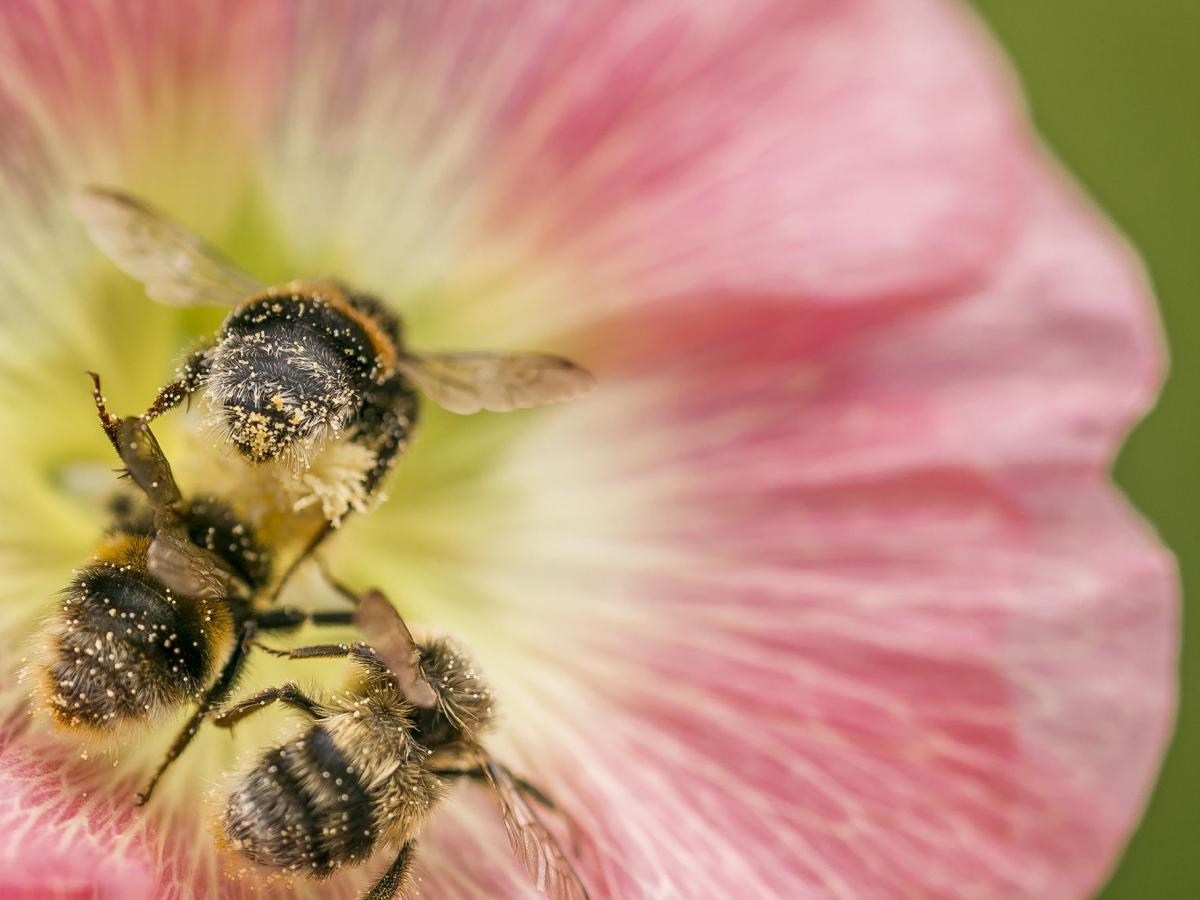 Therapie mit Bienengift- Applikation
