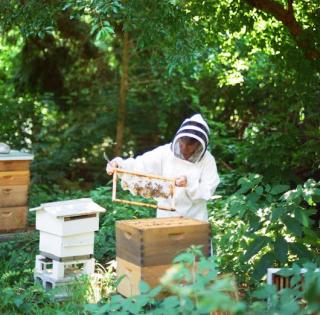 Jak začít včelařit, výběr stanoviště, včelí pastva