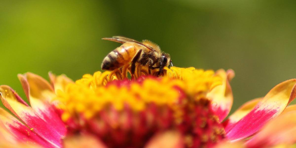 Kurzy a přednášky - apiterapie - Včelí dům, Mariánská, Krušné hory Kurzy a přednášky - apiterapie - Včelí dům, Mariánská, Krušné hory
