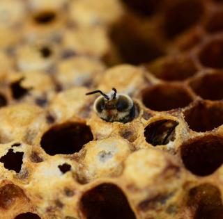 Praktický apiterapeutický kurz - Příprava včelích produktů
