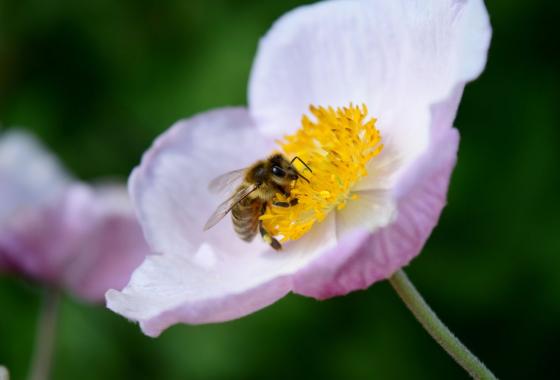 Příprava včely pro apiterapii