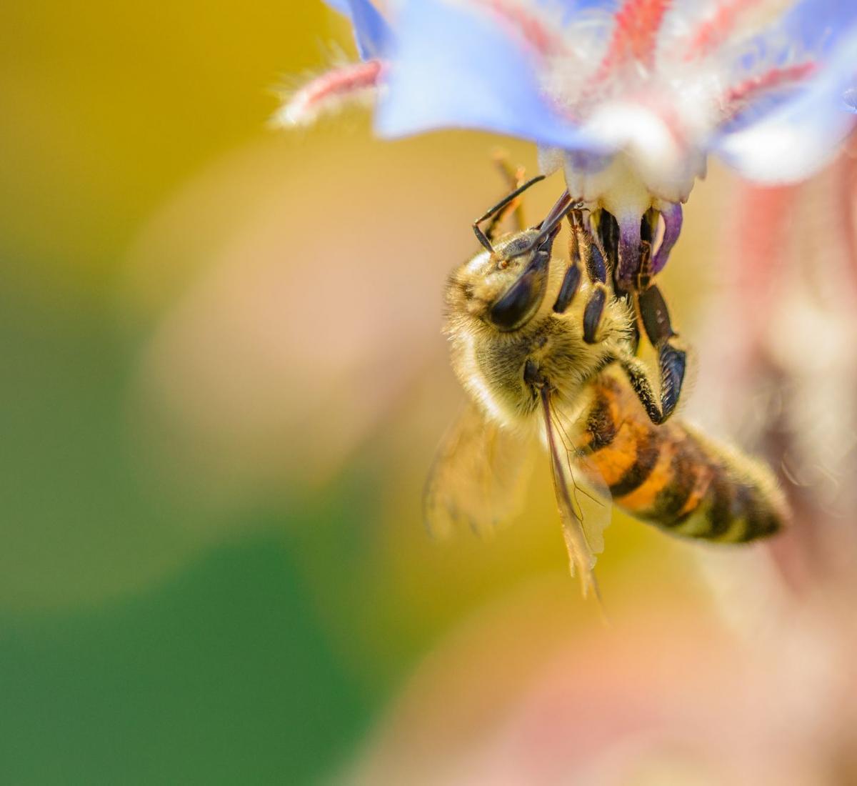 About the Bee House in the Ore Mountains About the Bee House in the Ore Mountains