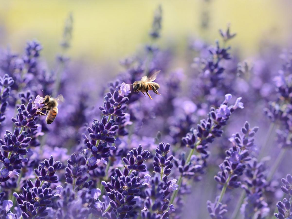 Apirespiration Apirespiration