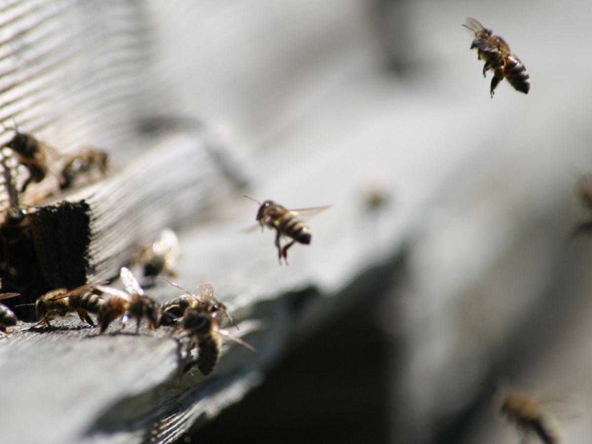 Aufenthalt im Bienen Biofeld
