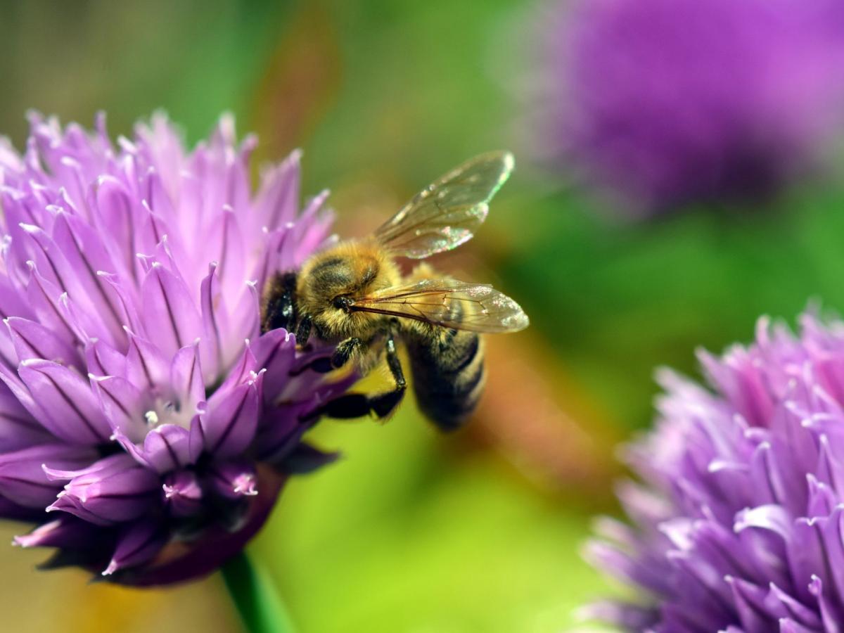 Die Preisliste Die Preisliste