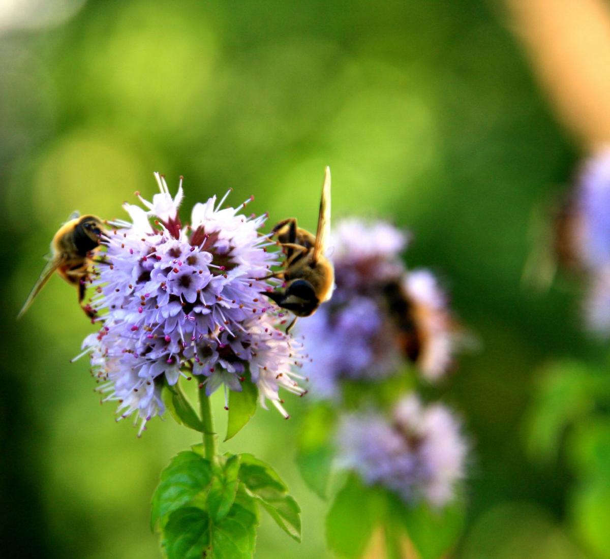 Intensives Bienen Biofeld Intensives Bienen Biofeld