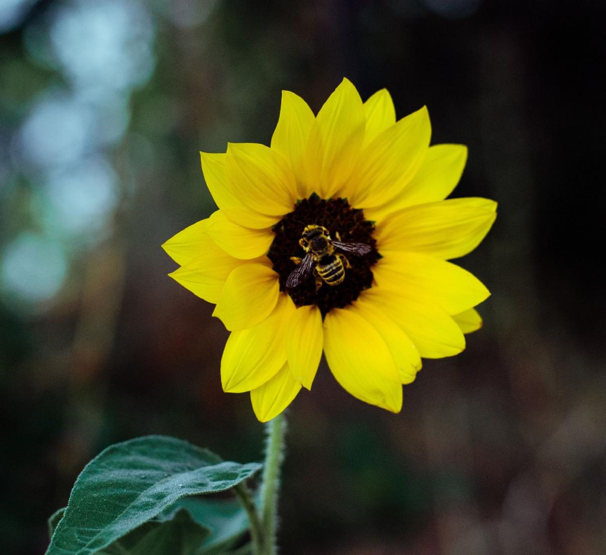 Kerzentherapie aus Bienenwachs Kerzentherapie aus Bienenwachs