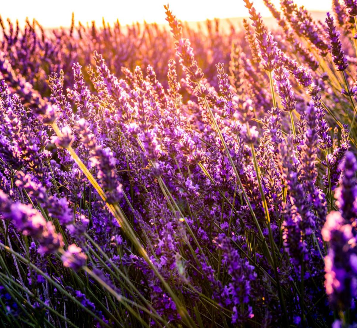 Schlafen im Bienen Biofeld Schlafen im Bienen Biofeld
