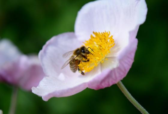 Vorbereitung der Bienen für Apitherapie Vorbereitung der Bienen für Apitherapie